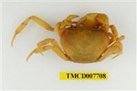 藏品(藍灰澤蟹)的圖片